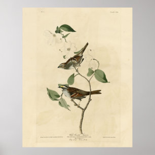 Poster Espantalho com garganta branca, Aves da América de