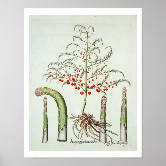 Póster Espargos comuns em flores e frutas, do "Ho (Frente)