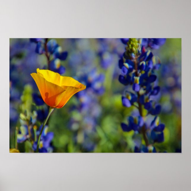 Poster Especial (Frente)