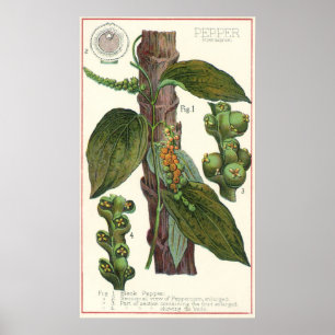 Poster Especiarias de Comidas de vindima, pimenta preta