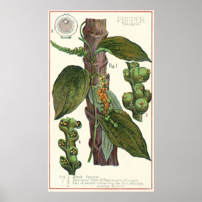 Poster Especiarias de Comidas de vindima, pimenta preta (Frente)