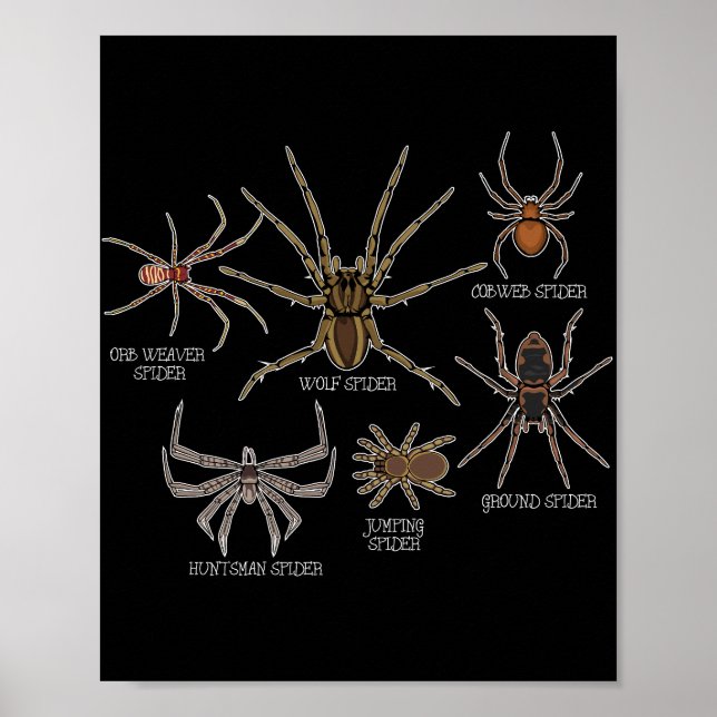 Poster Espécie aranha Tarantula Arachnid Oferece Aranha (Frente)