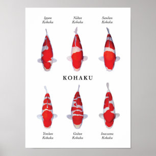 Poster Espécie cartaz de peixes koi japoneses: Kohaku