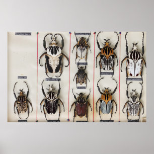 Poster Espécie de besouro Bug Inseto fotografia da nature