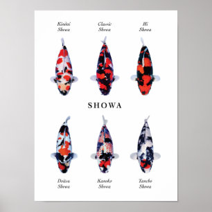 Poster Espécie de cartaz de carpas japonesas: Showa