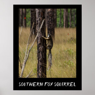 Poster Espécie Protegida do Esquilo da Raposa Meridional
