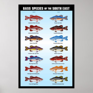 Póster Espécies de Bass do Sudeste