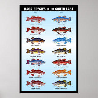 Póster Espécies de Bass do Sudeste
