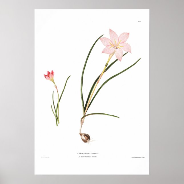 Póster Espécies Zephyranthes (Frente)