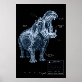Poster Espécime de Hipopótamo de Raio-X do Zoológico