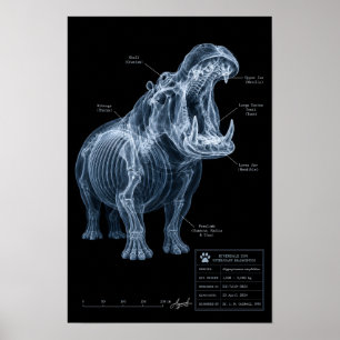 Poster Espécime de Hipopótamo de Raio-X do Zoológico