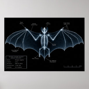 Poster Espécime de Museu de Raio-X de Esqueleto de Morceg