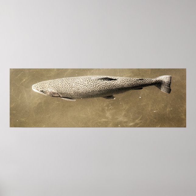 Poster Espectro (Frente)