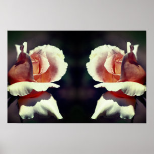 Poster Espelho de Flor de Rosa Bebê Pêssego Arte da Natur