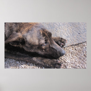 Poster Esperança Para Uma Casa Para Sempre