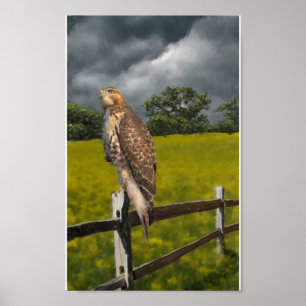 Póster Esperando a tempestade - falcão vermelho da cauda