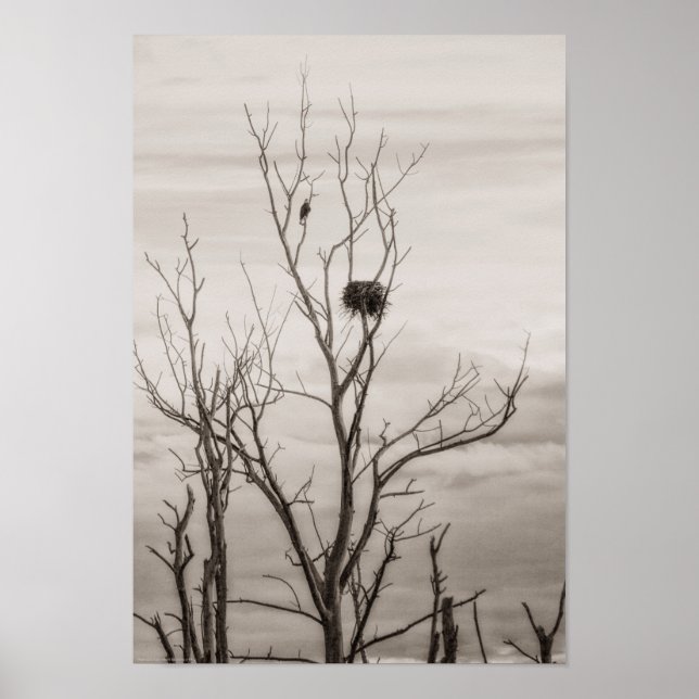 Póster Esperando a vida (Frente)