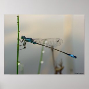 Póster Esperando, Blue Damselfly se aproxima