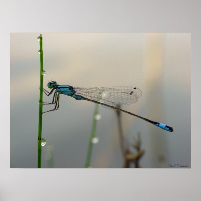Póster Esperando, Blue Damselfly se aproxima (Frente)