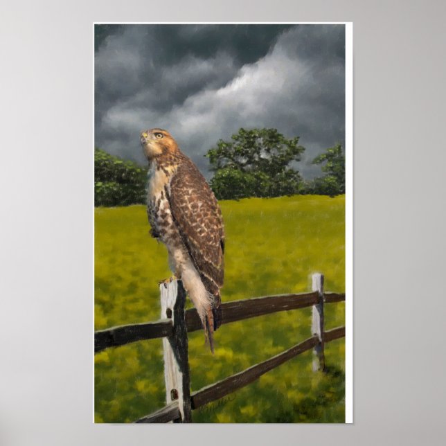 Póster Esperando pela Tempestade - Falcão da cauda vermel (Frente)