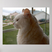 Esperando pelo meu humano