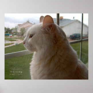 Poster Esperando pelo meu humano