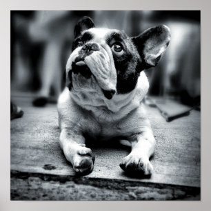 Póster Esperas de um buldogue francês de Lil