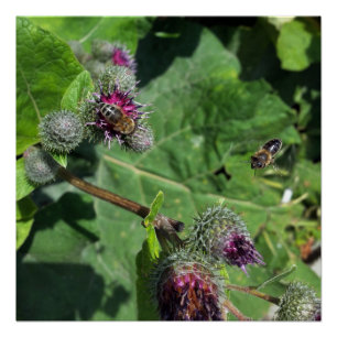 Póster espere por mim