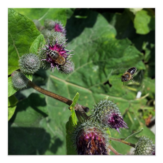 Póster espere por mim (Frente)