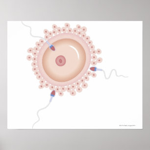 Poster Esperma que contem o gene transformado