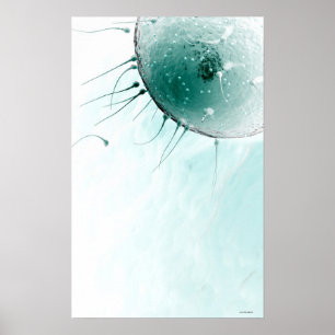 Poster Esperma que fertiliza um óvulo