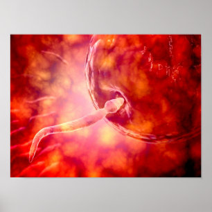 Póster Esperma Reprodutivo Masculino Que Entra No Ovo