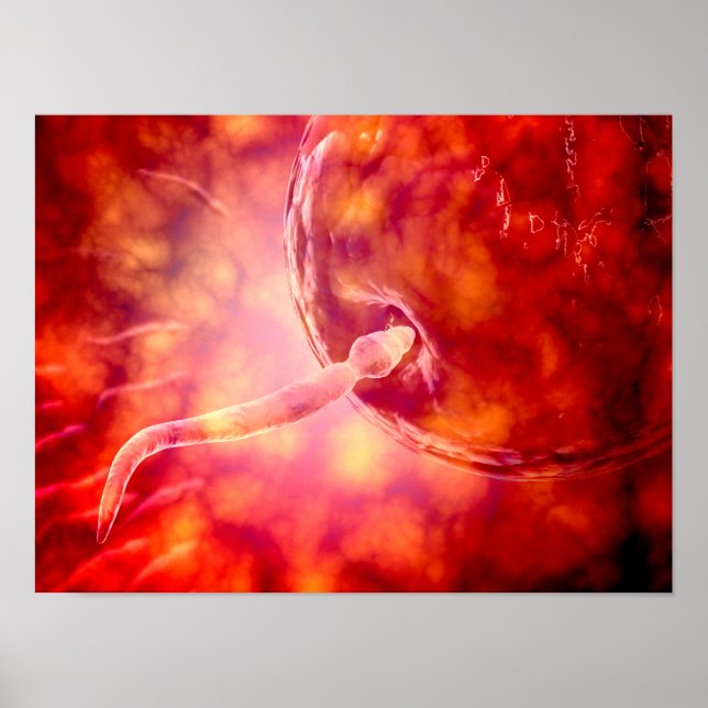 Póster Esperma Reprodutivo Masculino Que Entra No Ovo (Frente)