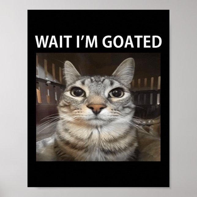Poster Espero que eu seja ridículo meme de gato  (Frente)
