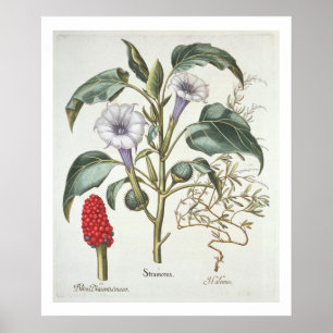Póster Espinho Apple, do "Hortus Eystettensis" por Bas