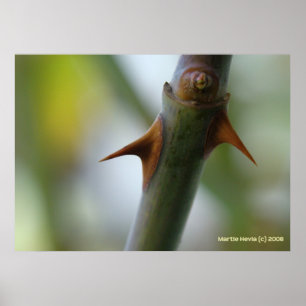 Poster Espinhos cor-de-rosa