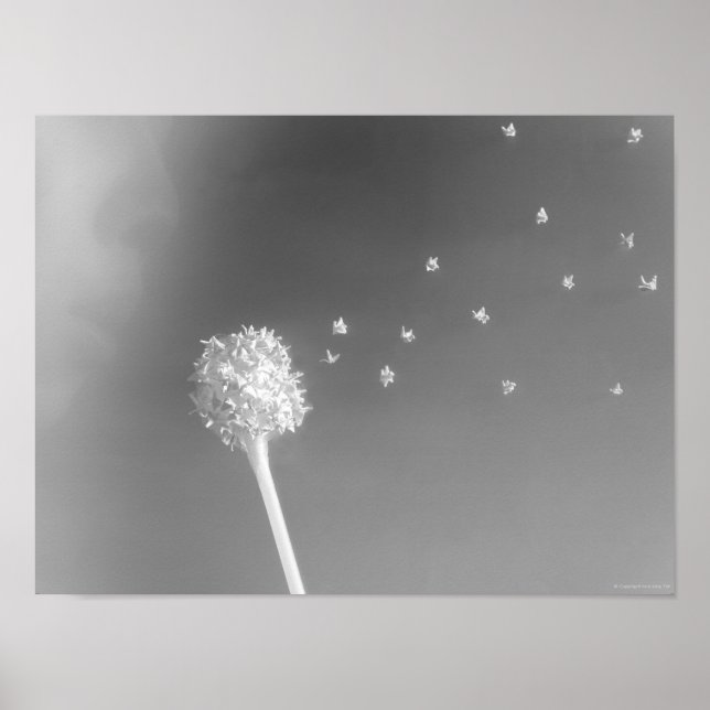 Poster Espírito do Vento (Frente)