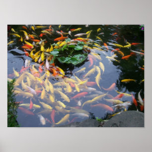 Póster Esplendor de Koi