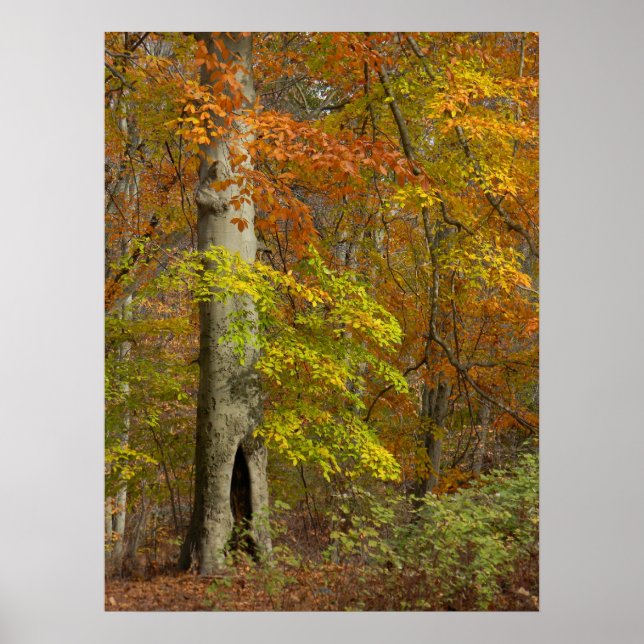Póster Esplendor de outono (Frente)