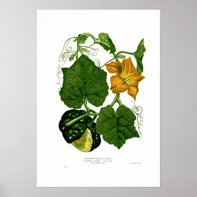 Póster Esquadrão (Frente)