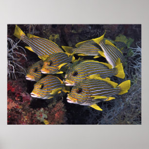 Poster Esquadrão de Leituras Doces