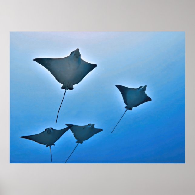 Poster Esquadrão Eagle Ray (Frente)