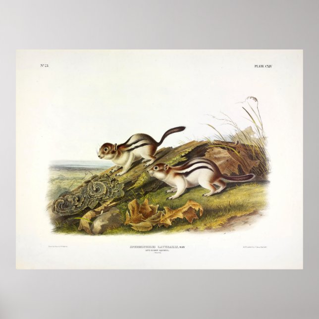 Poster Esquadrão Marmot (Sqrl em terra com manta de Ouro) (Frente)