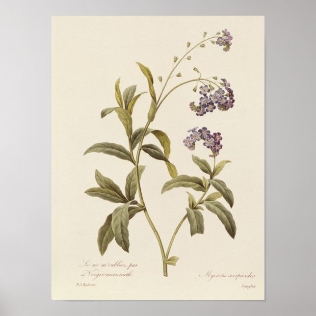 Póster Esqueça-me-não (Frente)