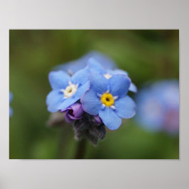 Póster Esqueça-me, não para sempre e para sempre!