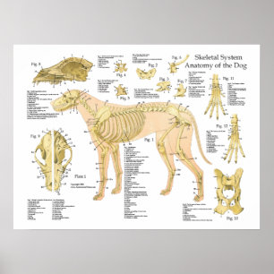 Poster esqueletal 18" da anatomia do cão X 24"
