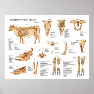 Poster esqueletal da anatomia da vaca bovina