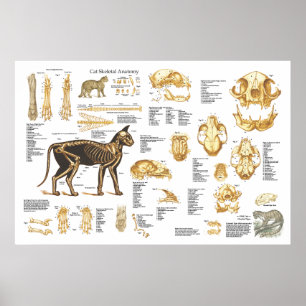 Poster esqueletal felino 24" da anatomia do gato X