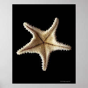Poster Esqueleto da estrela do mar, fim-acima