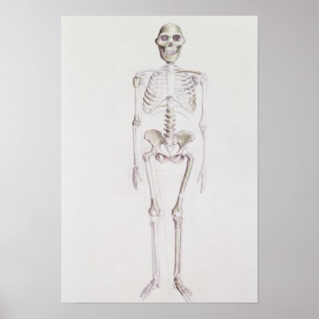 Poster Esqueleto de Australopithecus africanus (Frente)